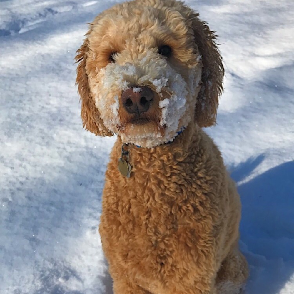 Meet your Posher, Lina